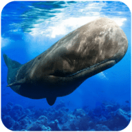 抹香鲸模拟器-安卓版